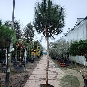 Pinus pinea 160 cm stam container 20-25