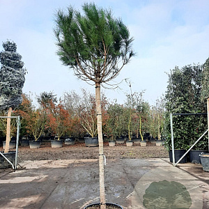 Pinus pinea 160 cm stam container 20-25