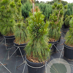 Pinus schwerinii 'Wiethorst' 60-80 cm 20L