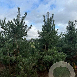 Pinus sylvestris 250-300 cm draadkluit
