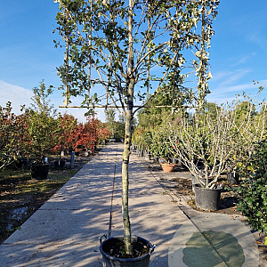 Quercus ilex 150 cm stam container 18-20