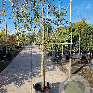 Quercus ilex 120 cm stam container 20-25