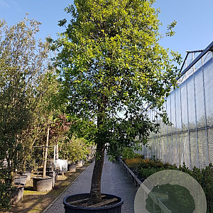 Quercus ilex 90 cm stam container 50-60