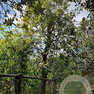 Quercus ilex 90 cm stam container 50-60