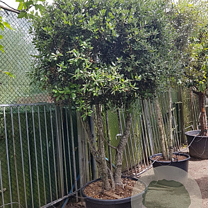 Quercus ilex 200-250 cm cont. 230L paraplu