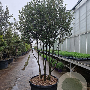 Quercus ilex 200-250 cm cont. 230L paraplu
