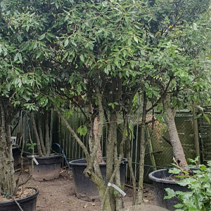 Quercus ilex 200-250 cm cont. 230L paraplu