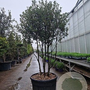 Quercus ilex 200-250 cm cont. 230L paraplu