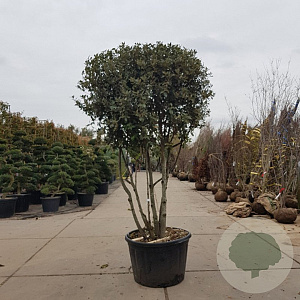 Quercus ilex 200-250 cm cont. 230L paraplu