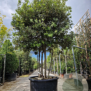 Quercus ilex 250-300 cm cont. 350L paraplu