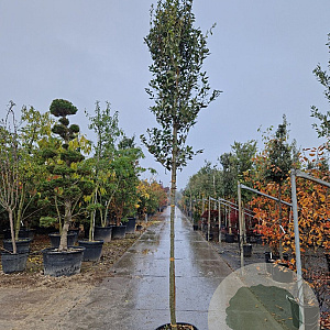 Quercus ilex 160 cm stam container 12-14 extra