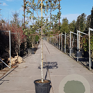 Quercus ilex 130 cm stam container 12-14 lei 100x100