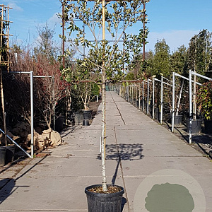 Quercus ilex 130 cm stam container 12-14 lei 100x100