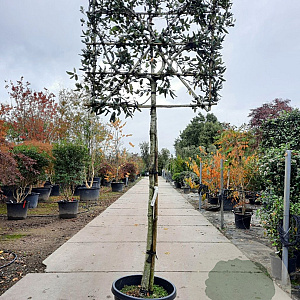 Quercus ilex 150 cm stam container 12-14 lei 100x100