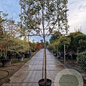 Quercus ilex 150 cm stam container 10-12 lei 150x120