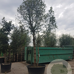 Quercus ilex 450-500 cm container paraplu extra