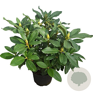 Rhododendron 'Cunningham's White' 30-40 cm 5,0L struik