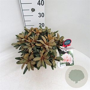 Rhododendron (Y) 'Edelweiss' 25-30 cm 5,0L