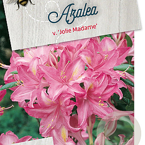 Rhododendron (AV) 'Jolie Madame' 50-60 cm 10L