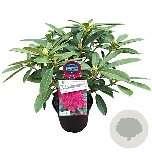 Rhododendron 'Old Port' 30-40 cm 5,0L struik