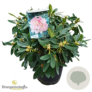 Rhododendron (Y) 'Percy Wiseman' 50-60 cm 10L