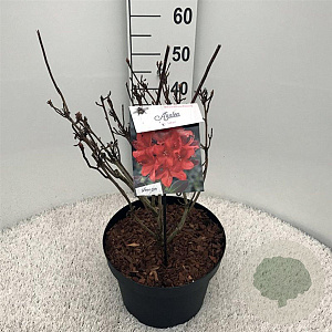 Rhododendron (AK) 'Satan' 50-60 cm 10L