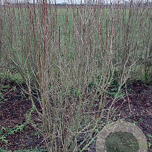 Ribes alpinum 'Schmidt' 125-150 cm met kluit struik