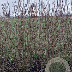 Ribes alpinum 'Schmidt' 150-175 cm met kluit struik 50