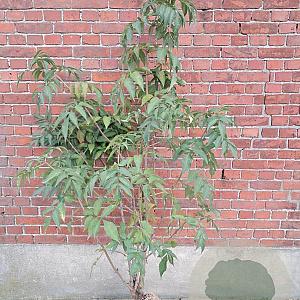 Sambucus nigra 100-125 cm met kluit struik