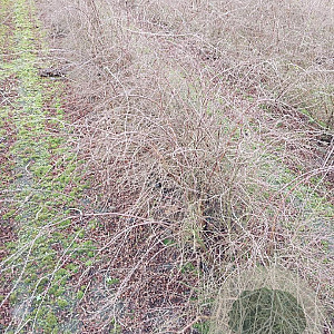 Spiraea cinerea 'Grefsheim' 80-100 cm met kluit struik