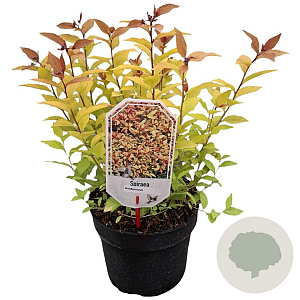 Spiraea jap. 'Goldmound' 25-30 cm 3,5L