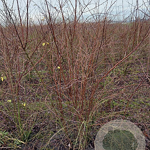 Spiraea vanhouttei 125-150 cm met kluit struik