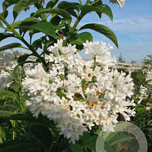 Syringa (V) 'Agnes Smith' 100-125 cm 20L