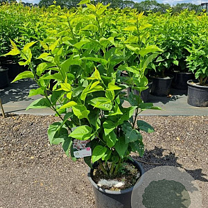 Syringa v. Beauty of Moscow 100-125 cm 20L