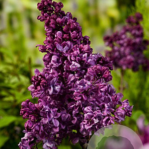 Syringa v. 'Mrs Edward Harding' 100-125 cm 20L