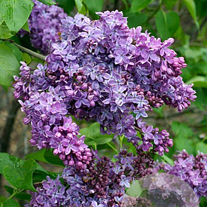 Syringa v. 'Ruhm von Horstenstein' 100-125 cm 50L