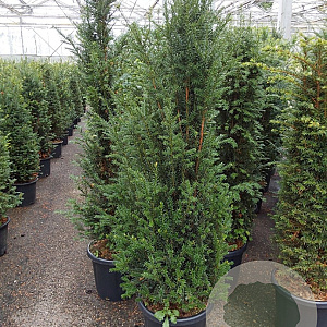 Taxus baccata 140-160 cm 20L