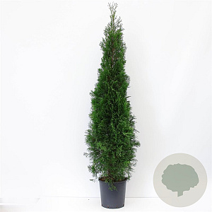 Thuja occ. 'Smaragd' 125-150 cm 15L