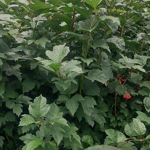 Viburnum opulus 125-150 cm met kluit struik