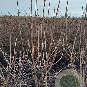 Viburnum opulus 150-175 cm met kluit struik 50