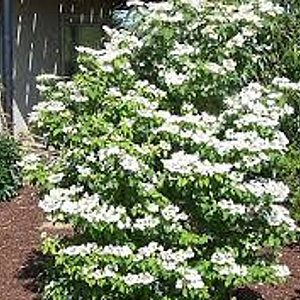 Viburnum plic. 'Summer Snowflake' 80-100 cm 20L