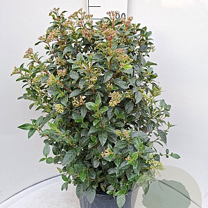 Viburnum tinus 60-80 cm 20L