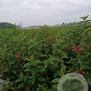Weigela 'Bristol Ruby' 125-150 cm met kluit