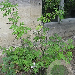 Zanthoxylum americanum 175-200 cm 20L
