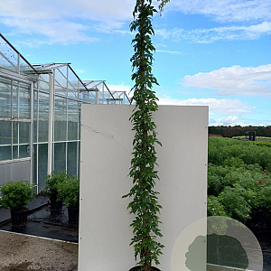 Rosa (K) 'American Pillar' 200-250 cm 20L 3 stok