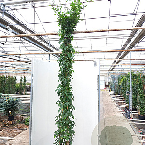 Rosa (K) 'Climbing Snow Princess' 200-250 cm 20L 3 stok