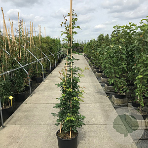 Rosa (K) Uetersener Klosterrose 200-250 cm 20L 3 stok