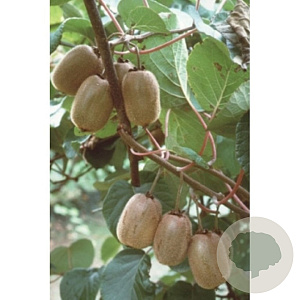 Actinidia deliciosa 'Jenny' 200-250 cm 20L 3 stok