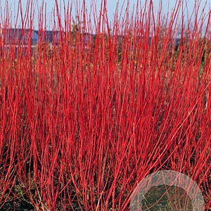 Cornus alba 'Sibirica' 150-175 cm met kluit struik 50
