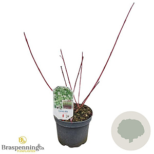 Cornus alba 'Sibirica Variegata' 30-40 cm 3,0L